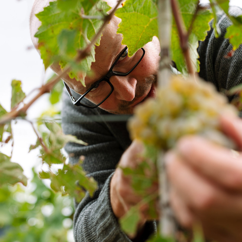Vinothek Karl Pfaffmann Weinlese